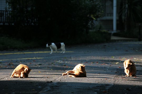 街のねこたち