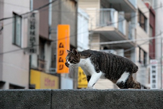 街のねこたち