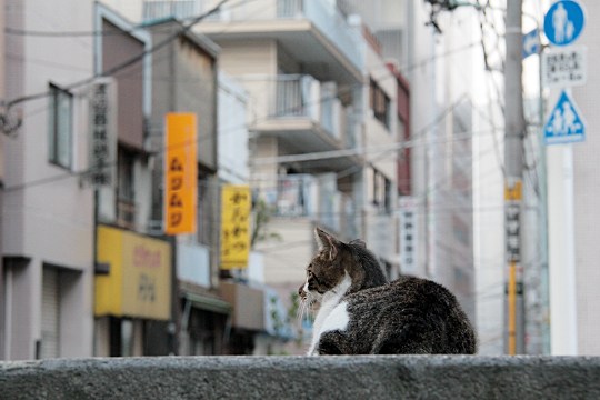 街のねこたち