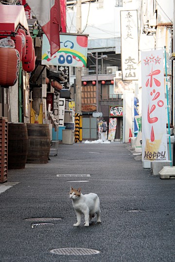 街のねこたち