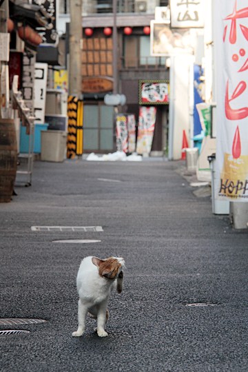 街のねこたち