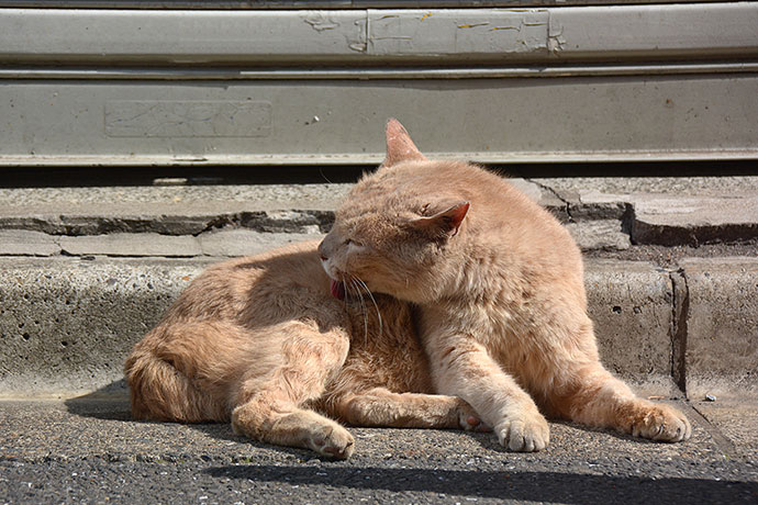 街のねこたち