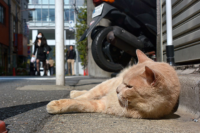 街のねこたち