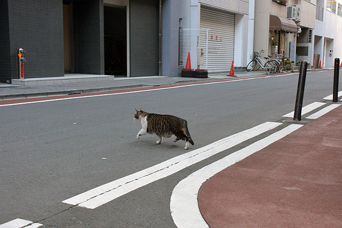 街のねこたち