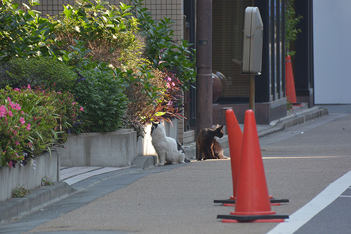 街のねこたち