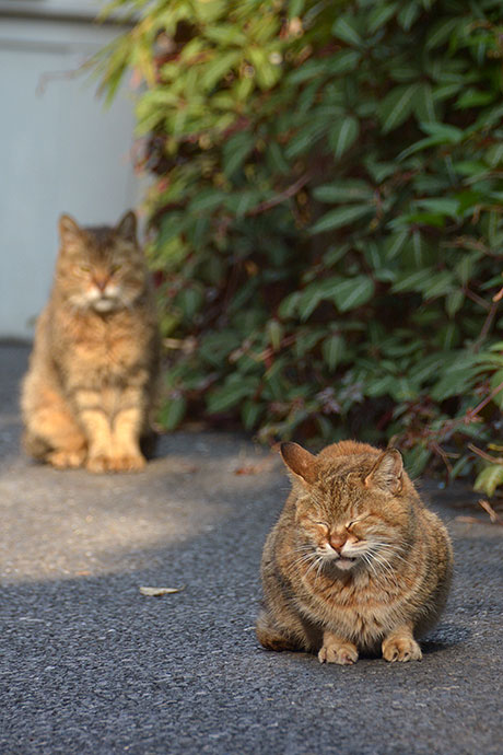 街のねこたち