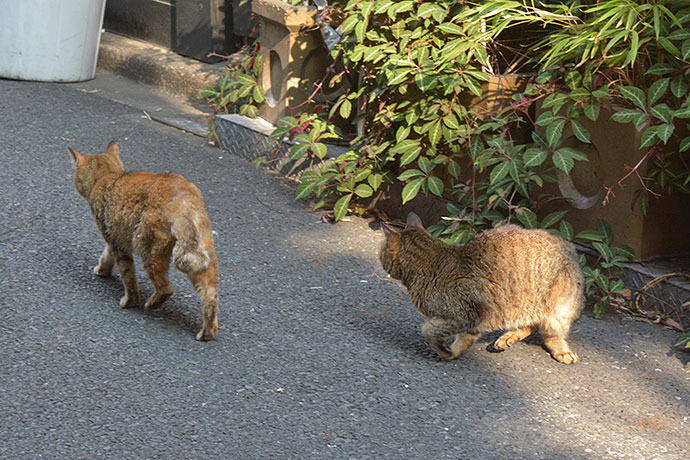 街のねこたち