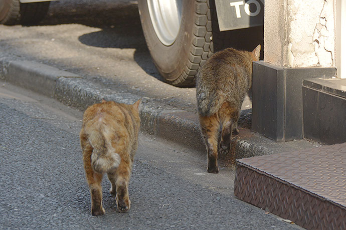街のねこたち