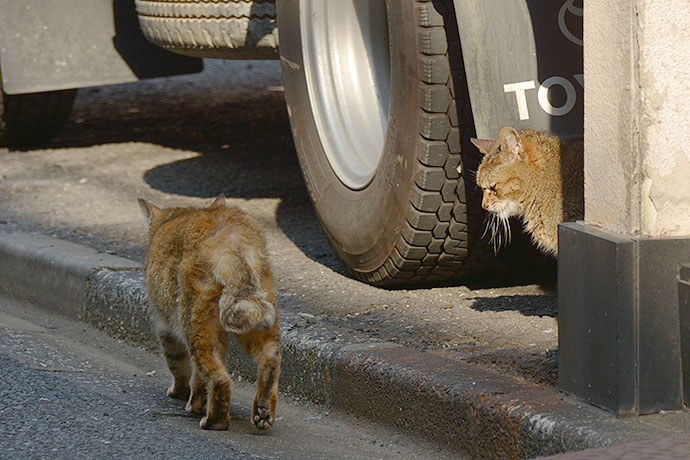 街のねこたち