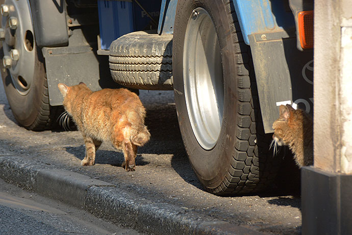 街のねこたち