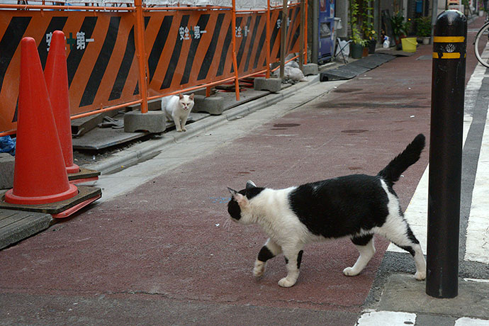 街のねこたち