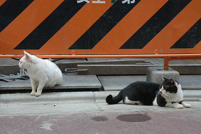 街のねこたち