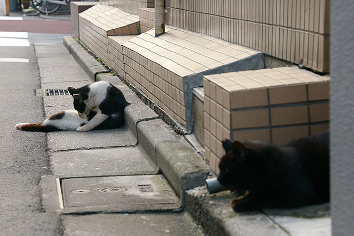 街のねこたち