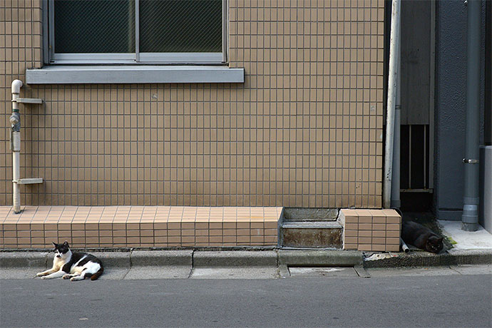 街のねこたち