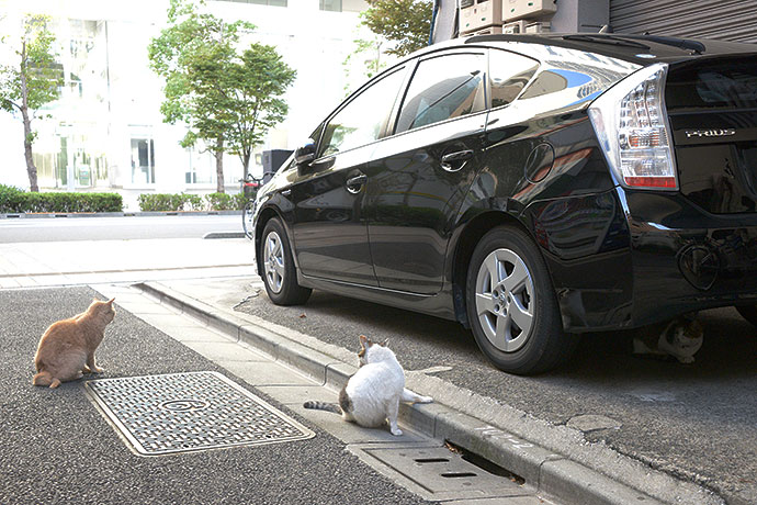 街のねこたち