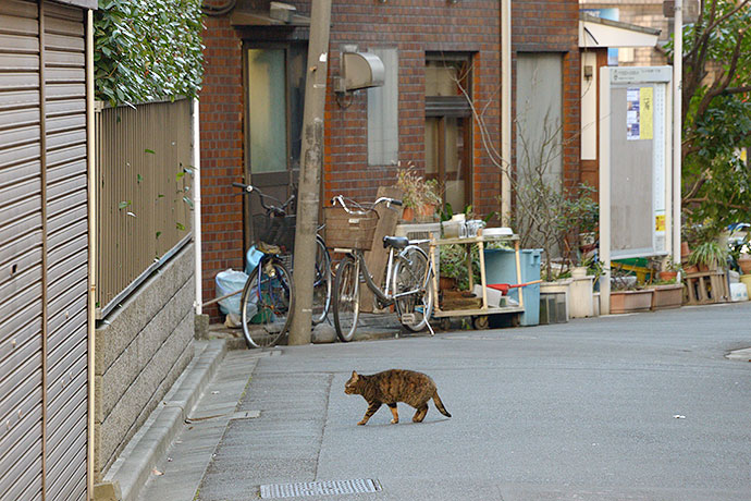 街のねこたち
