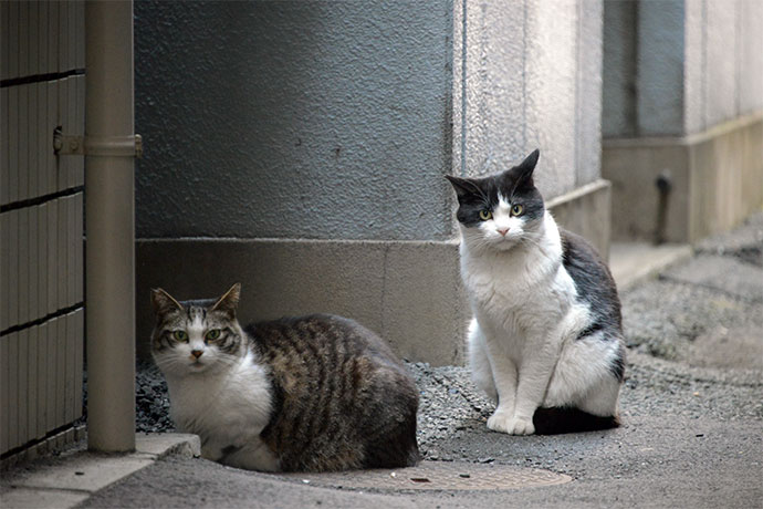 街のねこたち