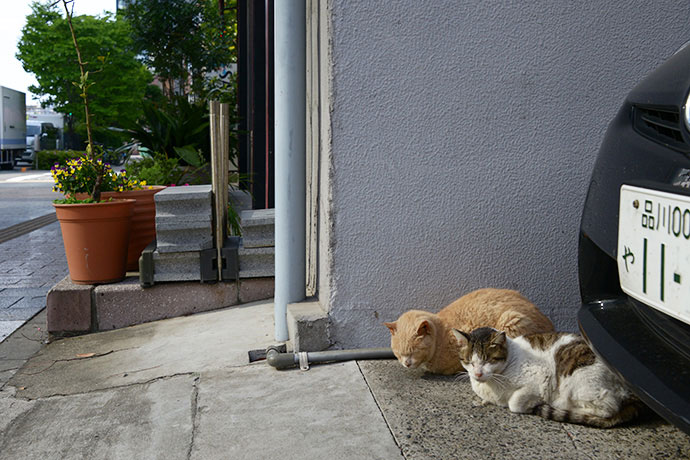 街のねこたち