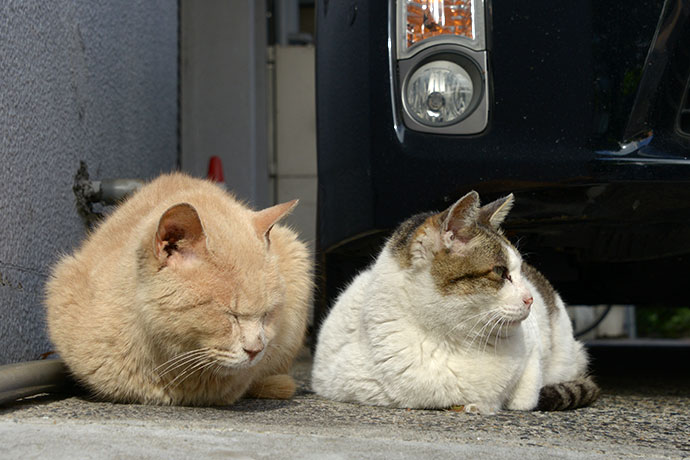 街のねこたち