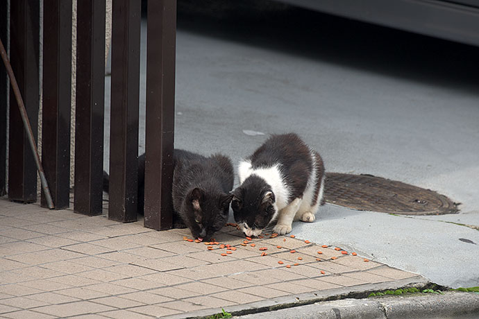 街のねこたち