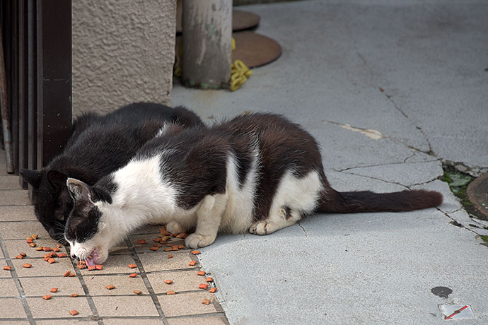 街のねこたち