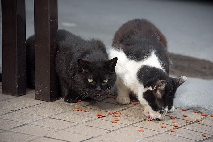 街のねこたち