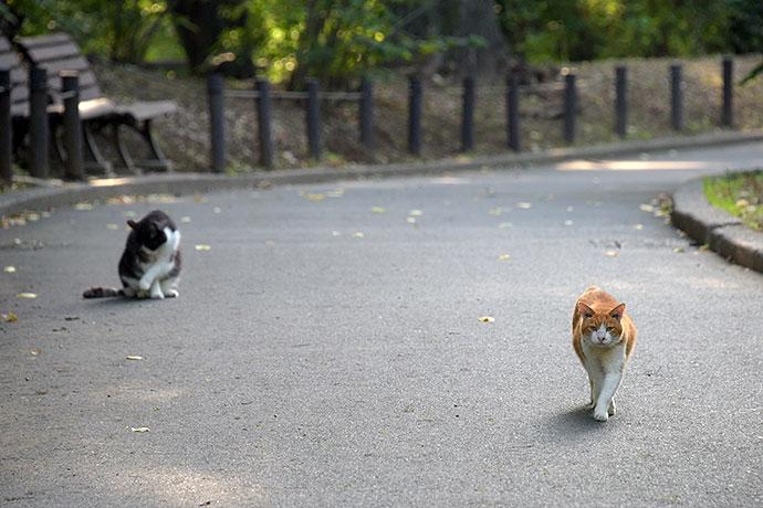 街のねこたち