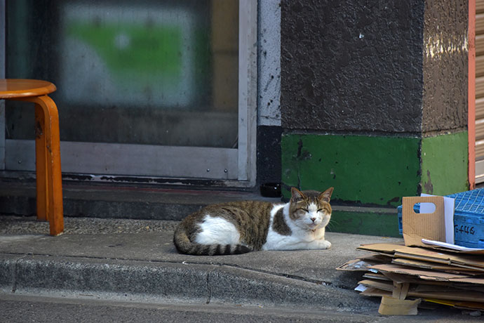 街のねこたち