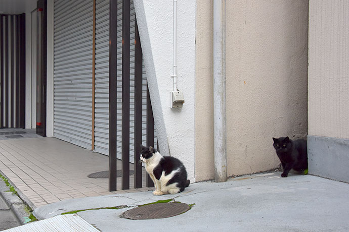街のねこたち