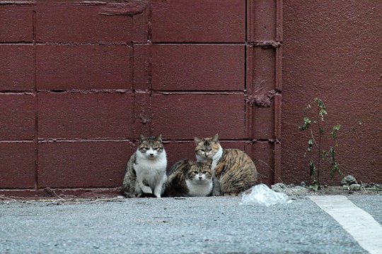 街のねこたち