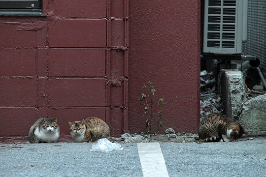 街のねこたち