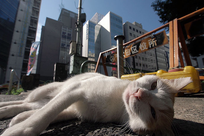 街のねこたち