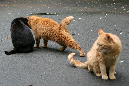 街のねこたち