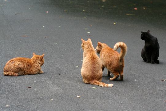 街のねこたち