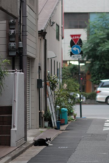 街のねこたち