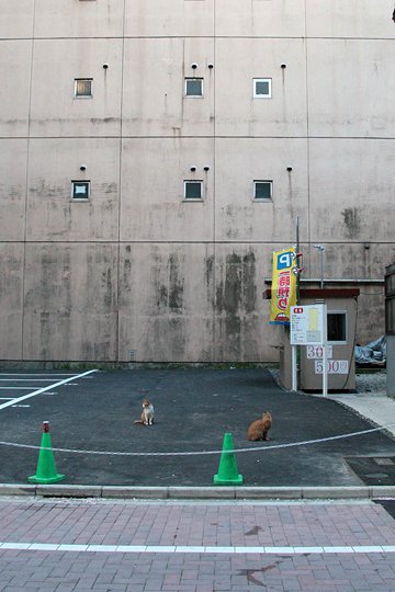 街のねこたち
