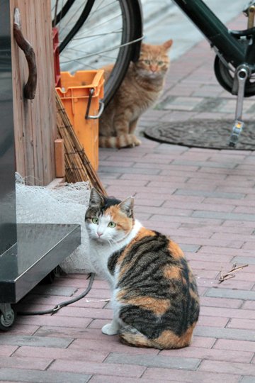 街のねこたち