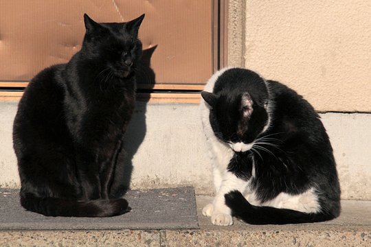 街のねこたち