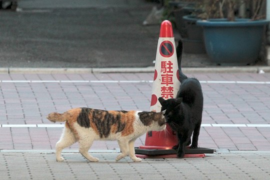 街のねこたち