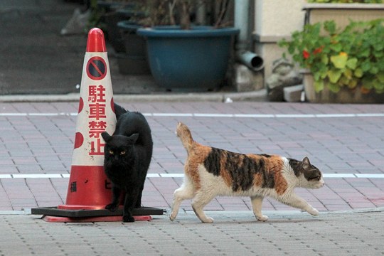 街のねこたち