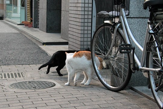 街のねこたち