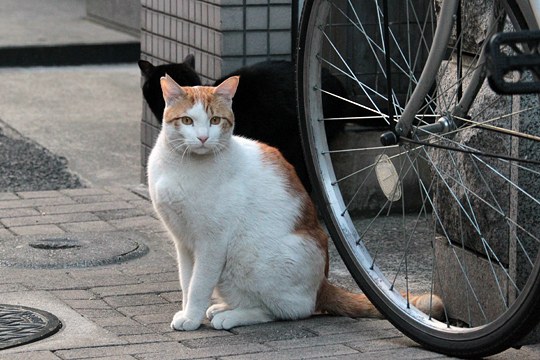 街のねこたち