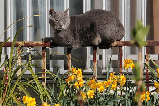 街のねこたち