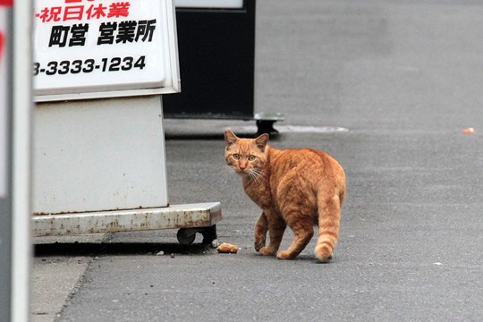 街のねこたち