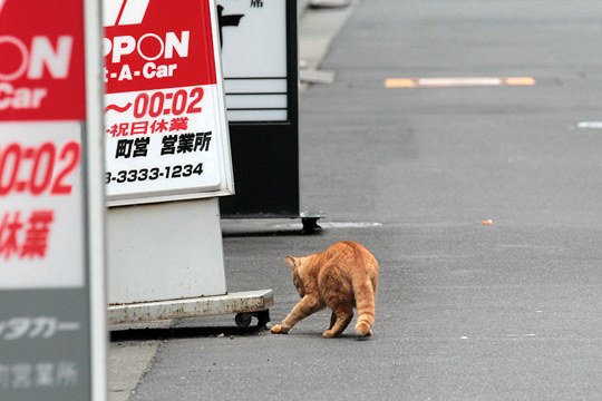 街のねこたち