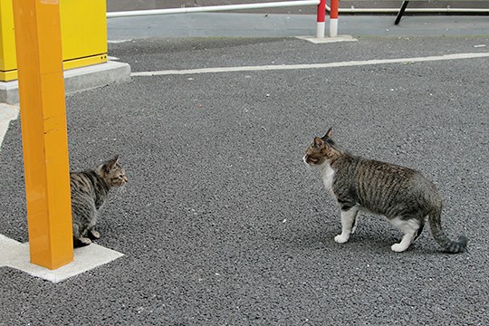 街のねこたち