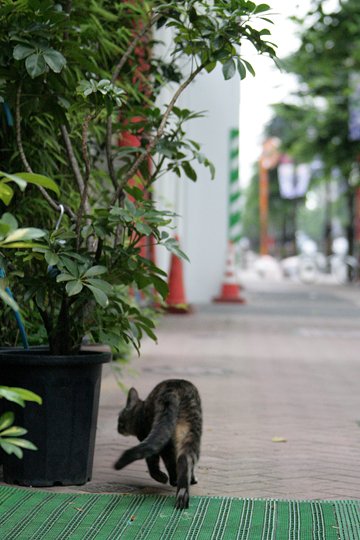 街のねこたち