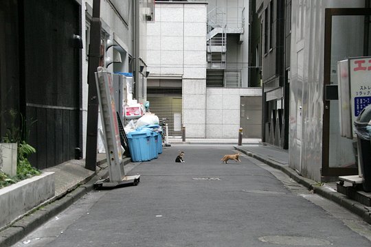 街のねこたち