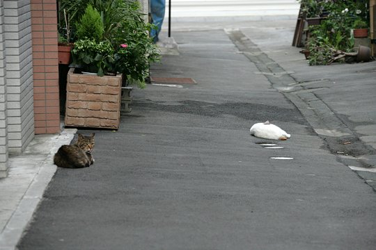 街のねこたち