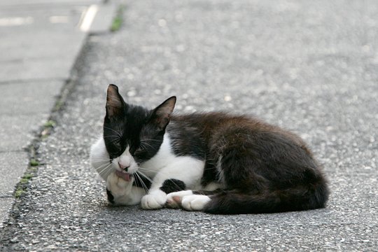 街のねこたち